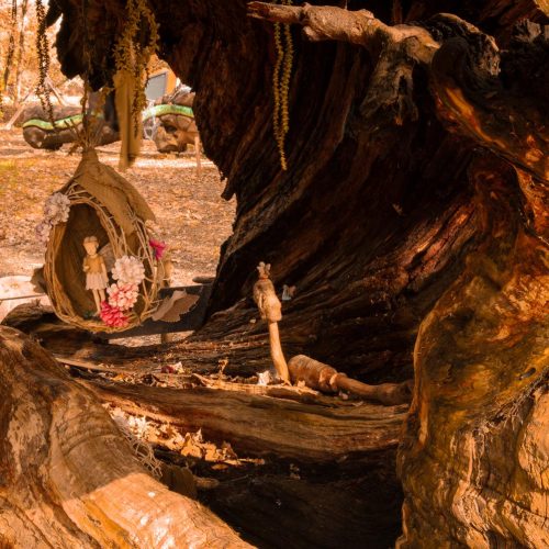 O Bosque Máxico de Bonxe